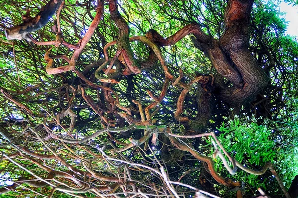 Старая Текстура Дерева Хороший Фон — стоковое фото