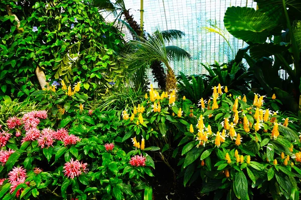 Tropical Greenhouse Interior Lednice Castle Czech Republic — Stock Photo, Image