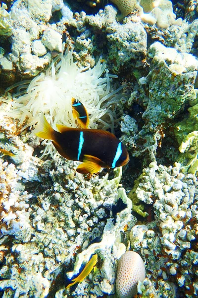 Orange Clown Fish Egypt Coral Reef — Stock Photo, Image
