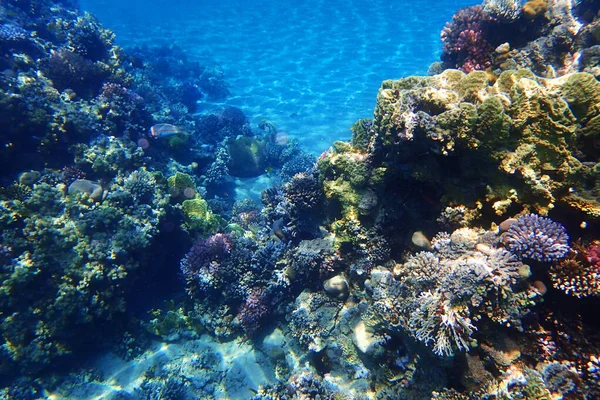 Barriera Corallina Nel Mar Rosso Come Sfondo Bello Oceano Naturale — Foto Stock