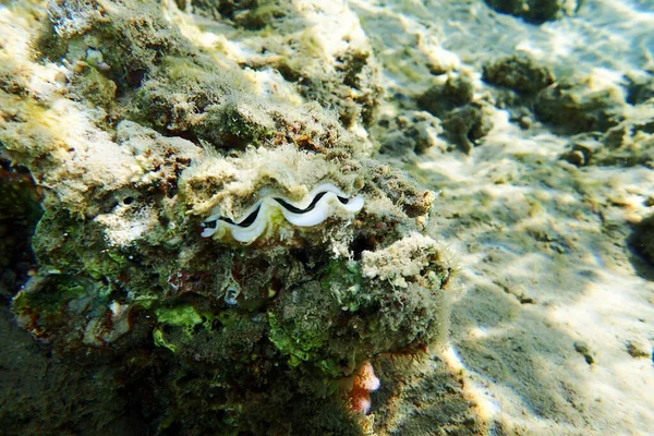 Mye Géante Dans Mer Rouge — Photo