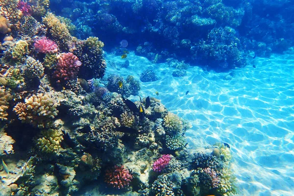 红海中的珊瑚礁作为美丽的天然海洋背景 — 图库照片