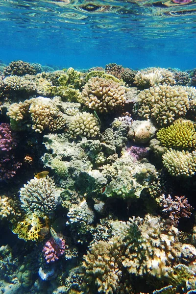 Kızıl Deniz 'deki mercan kayalıkları güzel bir doğal okyanus arka planıdır.