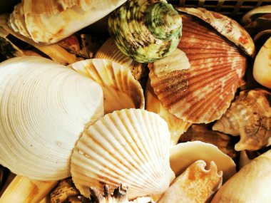 Deniz kabukları çok güzel doğal arka plan olarak