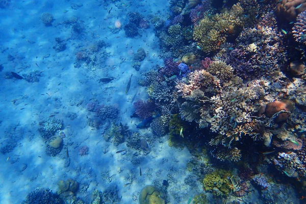 Korallrev Röda Havet Som Trevlig Natur Hav Bakgrund — Stockfoto