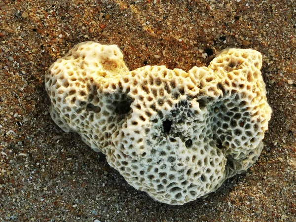 Velho Coral Praia Como Novo Fóssil — Fotografia de Stock