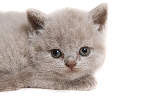 Britse Kat Kitten Geïsoleerd Witte Achtergrond — Stockfoto