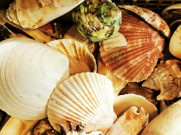 Deniz kabukları çok güzel doğal arka plan olarak