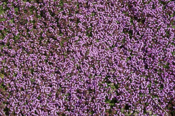 Thymianblüten Textur Als Sehr Schöner Hintergrund — Stockfoto