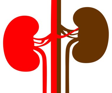 Böbrekler illüstrasyon vektör 