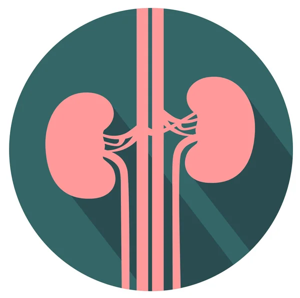 Kidneys flat design icon — Stock Vector