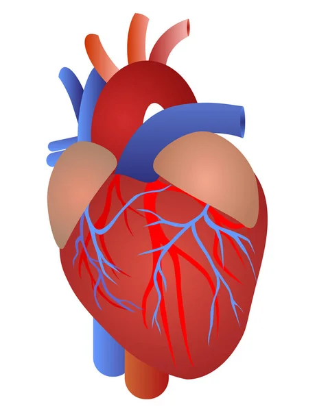 Insan kalp anatomisi — Stok Vektör