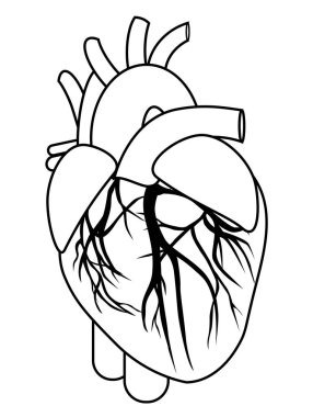 insan kalp anatomisi