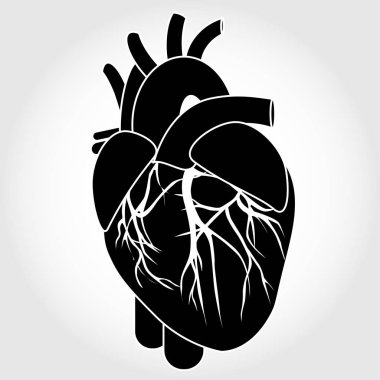 insan kalp anatomisi