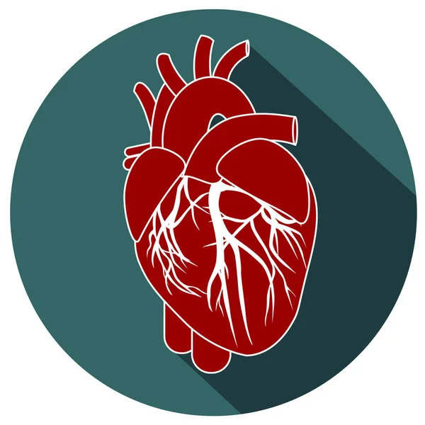 人的心脏解剖 — 图库矢量图片