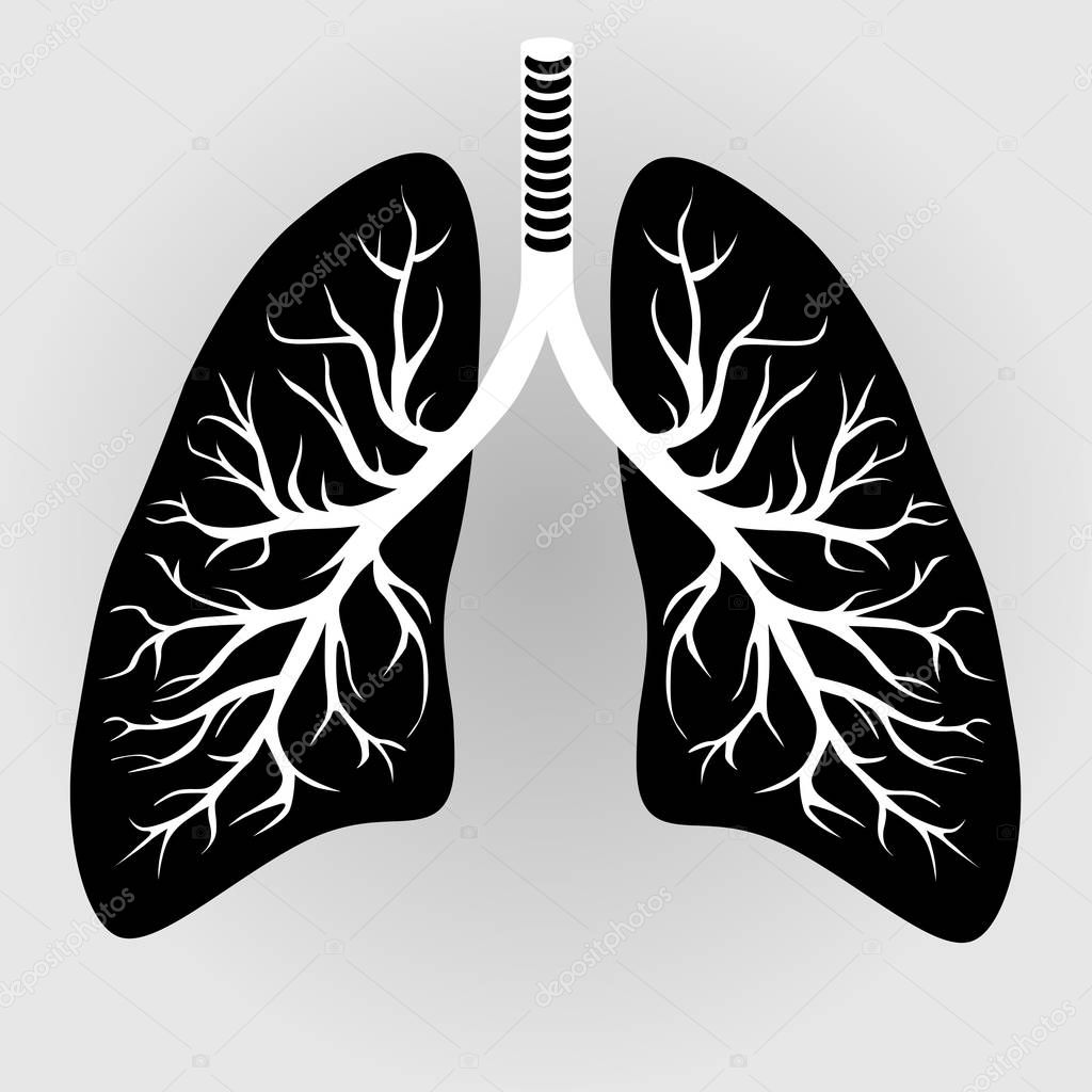 Human lungs organ