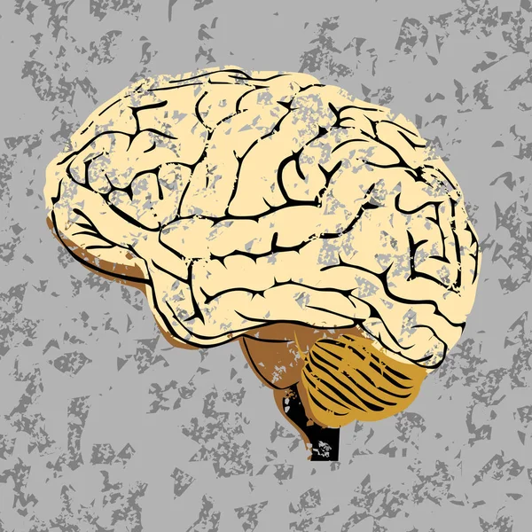 Brain vector illustration — Stock Vector