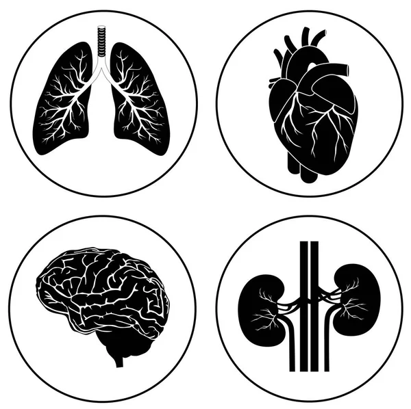 Symbol menschlicher Organe — Stockvektor