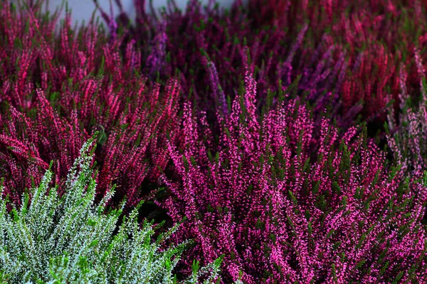 renkli heathers stok fotoğraf