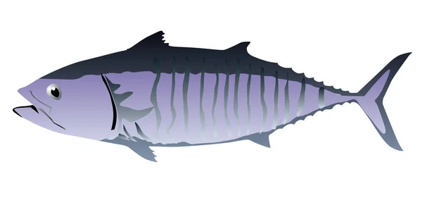 Tuńczyk na białym tle wektor — Wektor stockowy