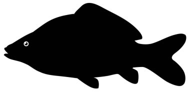 sazan vektör eps 10