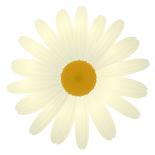 красивый белый цветок маргаритки изолирован. на поздравительные открытки и приглашения на день рождения матери и другие сезонные праздничные векторы eps 10

