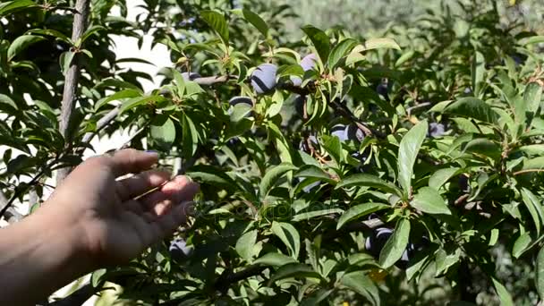 Catching fresh plums — Stock Video