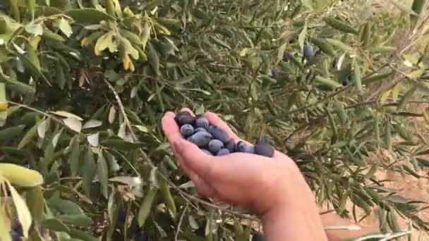 Una Femmina Che Raccoglie Manualmente Olive Nere Albero Una Fattoria — Video Stock