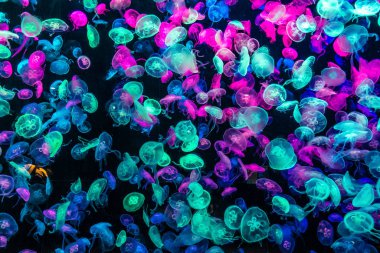 Akvaryumda denizanası yak