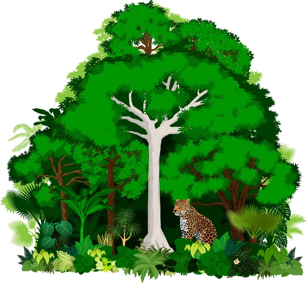 African vector jungle illustration. Vector Tropical Forest jungle with leopard — Stock vektor