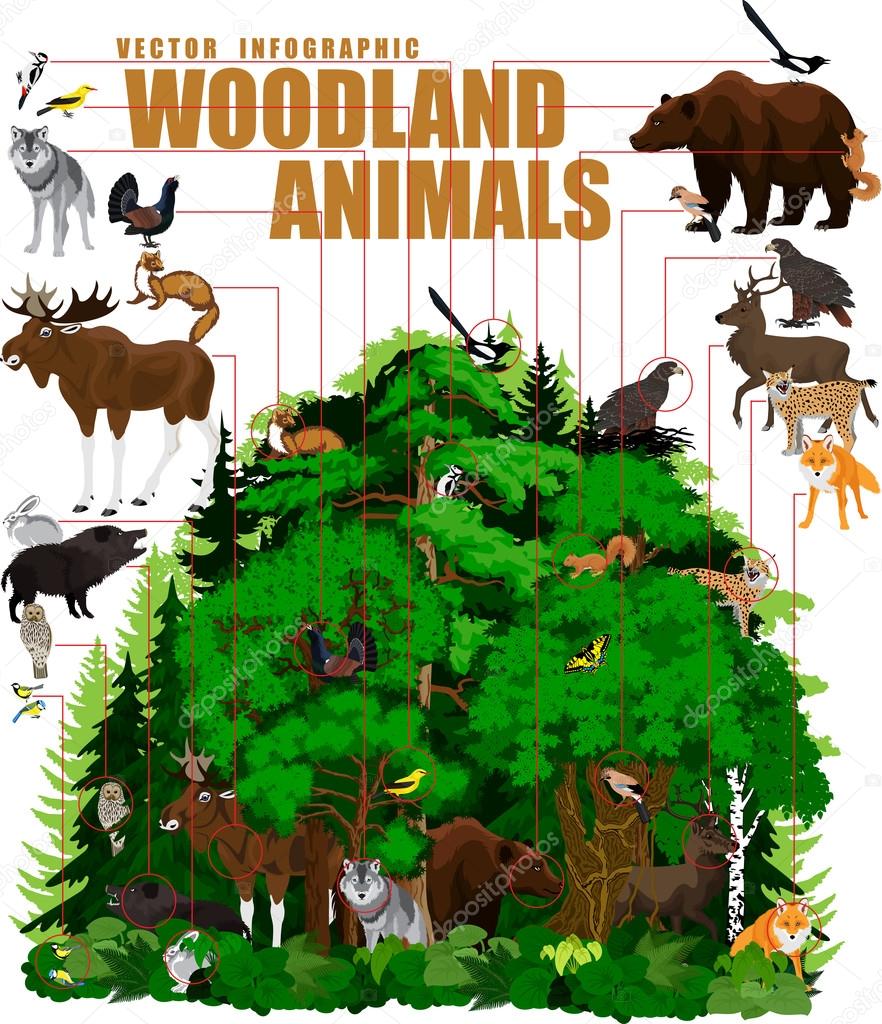 vector infographic north woodland forest with animals