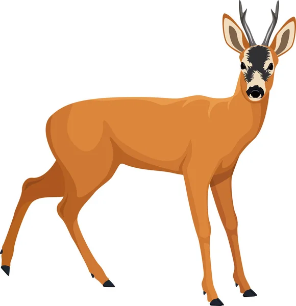 Vector Roe deer — Stock Vector