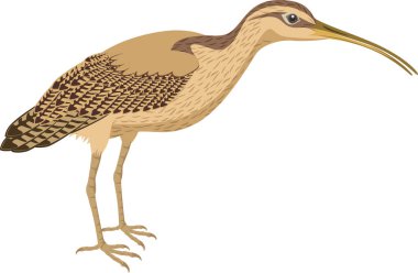 vector Long Billed Curlew clipart