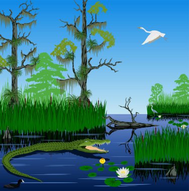 vektör sulak Pantanal Florida Everglades manzara