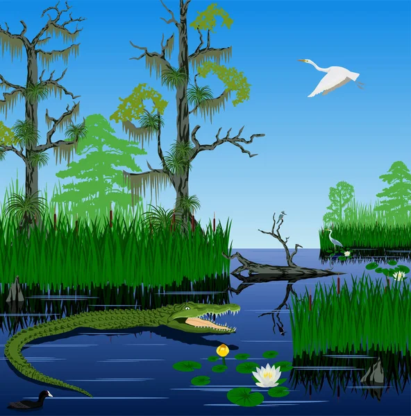 Vector humedal Pantanal Florida Everglades paisaje — Vector de stock