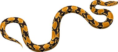 vector python boa clipart