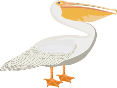 vector pelican illustration clipart