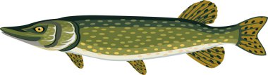 vektör Pike balık