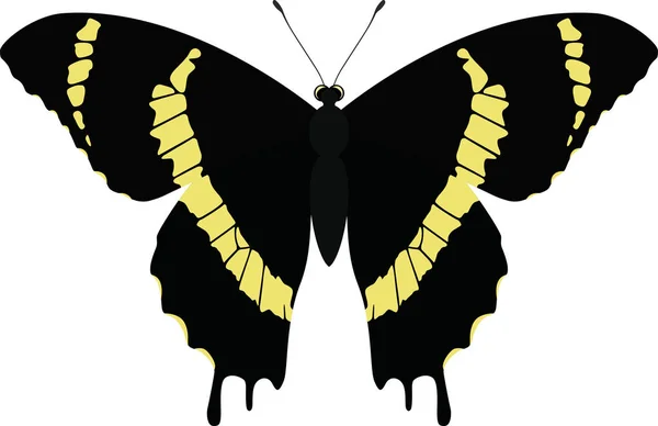 Wektor motyl na białym tle. Papilio garamas Abderos — Wektor stockowy