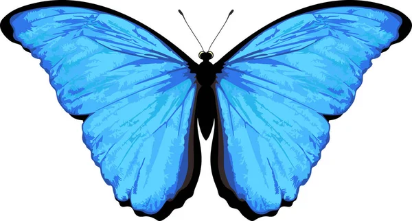 Mariposa vectorial aislada en blanco. Retenor morfo — Archivo Imágenes Vectoriales