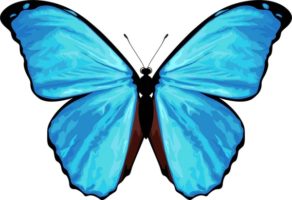 Vetor borboleta tropical Morpho menelaus — Vetor de Stock