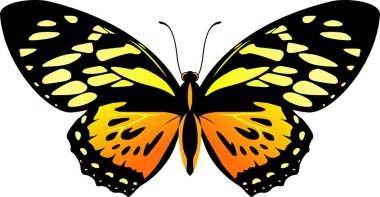 Balck ve turuncu kelebek Papilio zagreus vektör