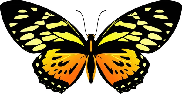 Vector Balck y mariposa naranja Papilio zagreus — Archivo Imágenes Vectoriales