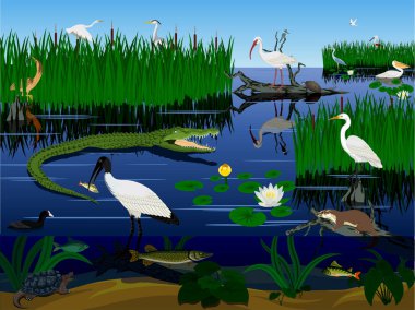 sulak Pantanal Florida Everglades yatay, hayvanlar vektör