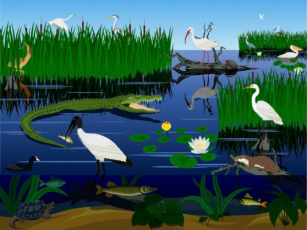 Vector wetland Pantanal Florida Everglades landscape with animals — Stock Vector