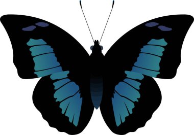 Siyah vektör ve kelebek Baeotus Baeotus mavi