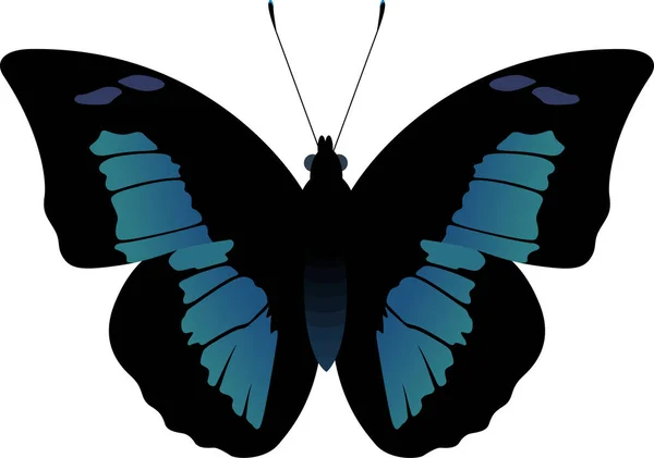 Vecteur Papillon noir et bleu Baeotus Baeotus — Image vectorielle