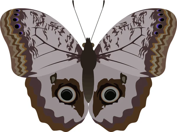 Farfalla gigante brasiliana vettore (Caligo eurilochus ) — Vettoriale Stock