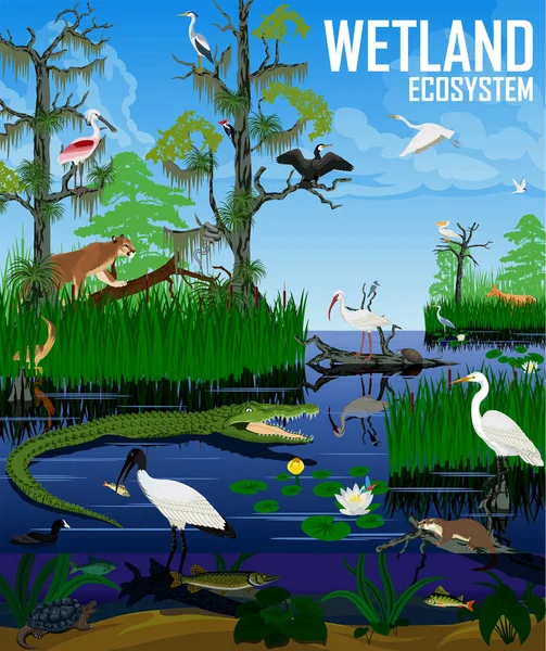 Vector wetland ecosystem illustration — Stock Vector