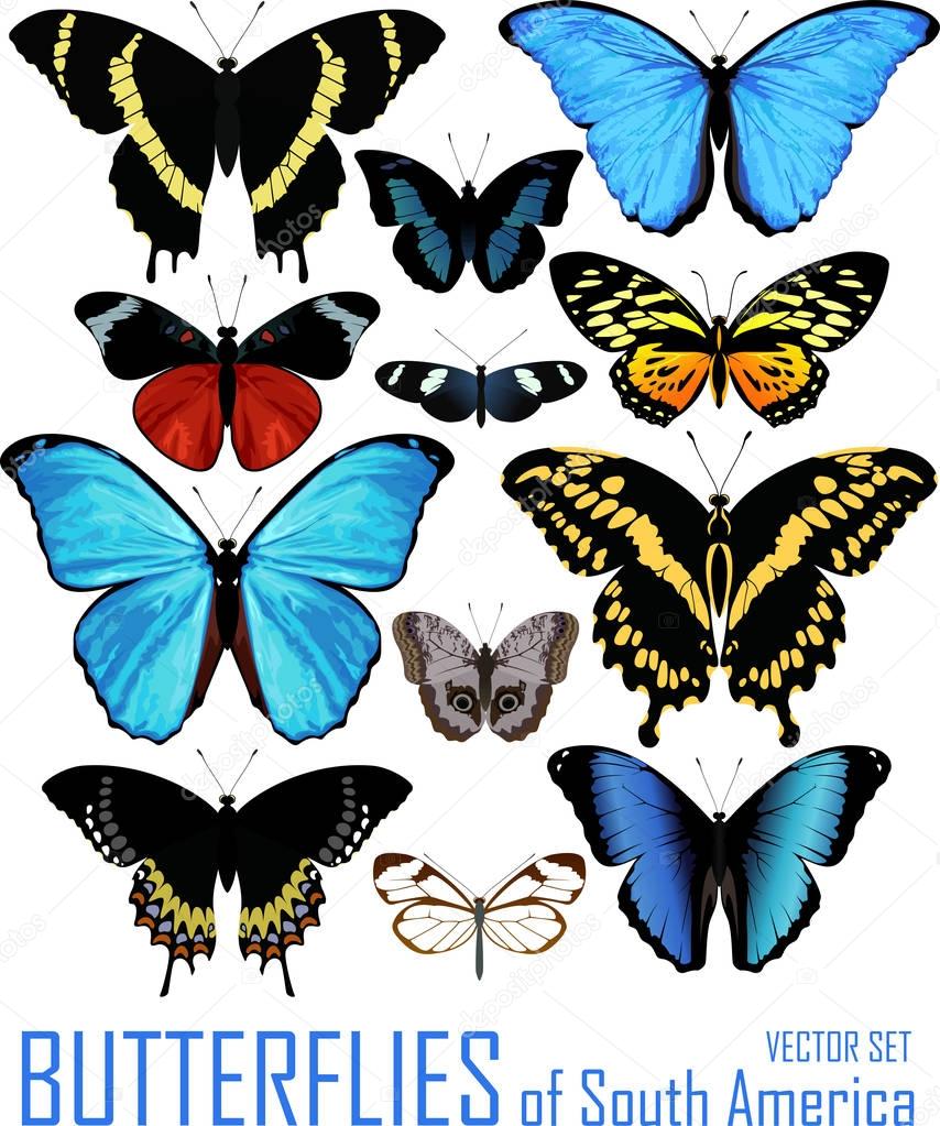 vector set of butterflies of south America